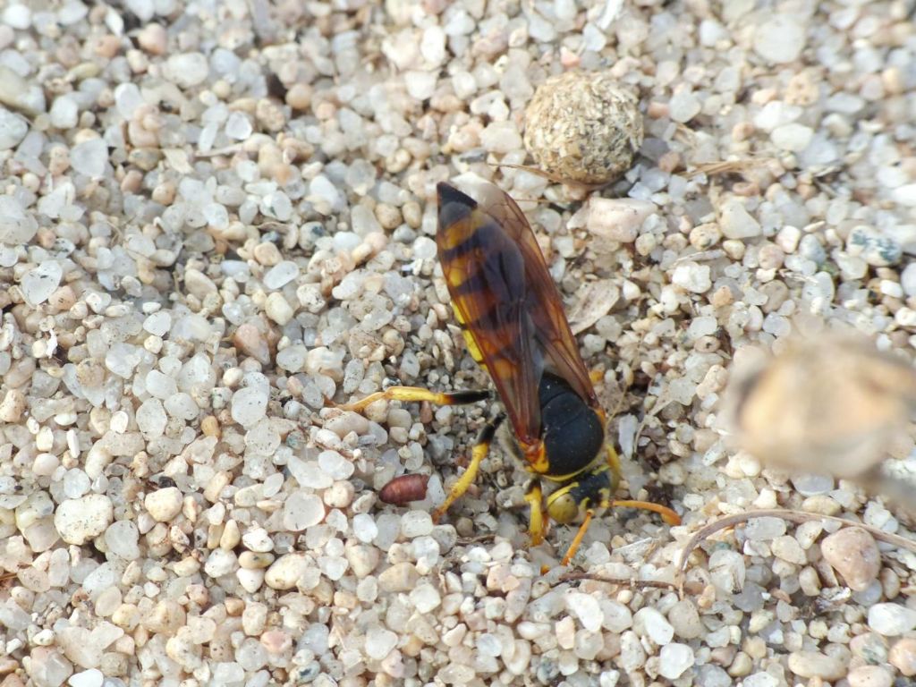 Apidae Nomadinae? No, Crabronidae: femmina di Stizus fasciatus